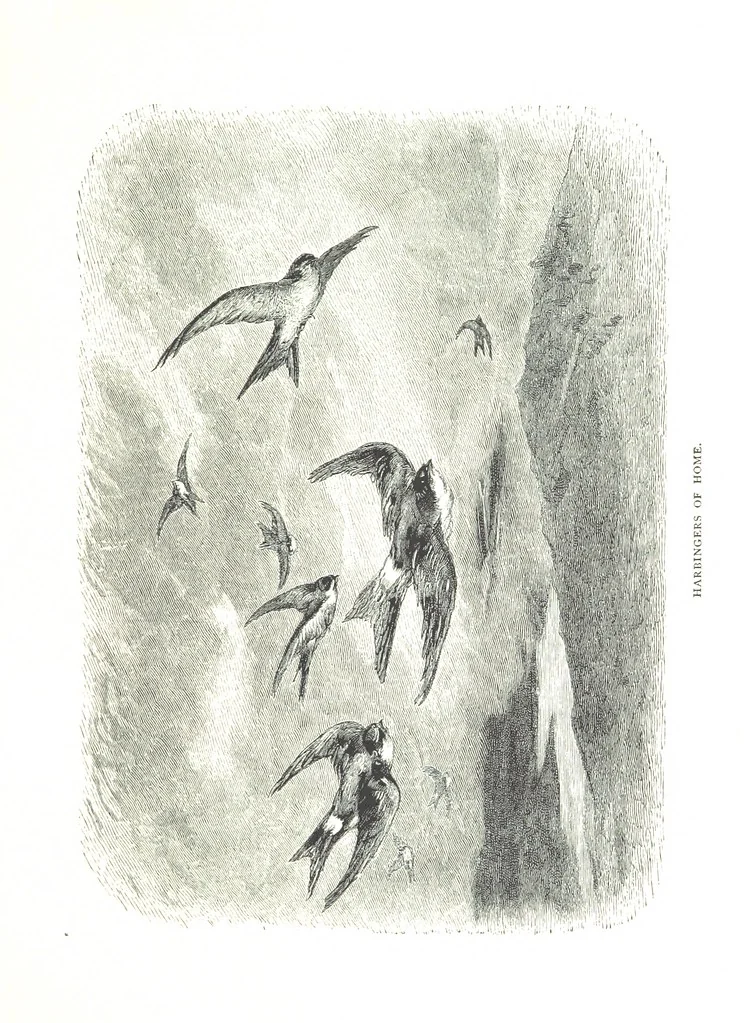 An illustration from Travels in the East; including a visit to Egypt and the Holy Land. [Translated from the German.] ... With ... illustrations by Pausinger, etc, 1884, leaf 571