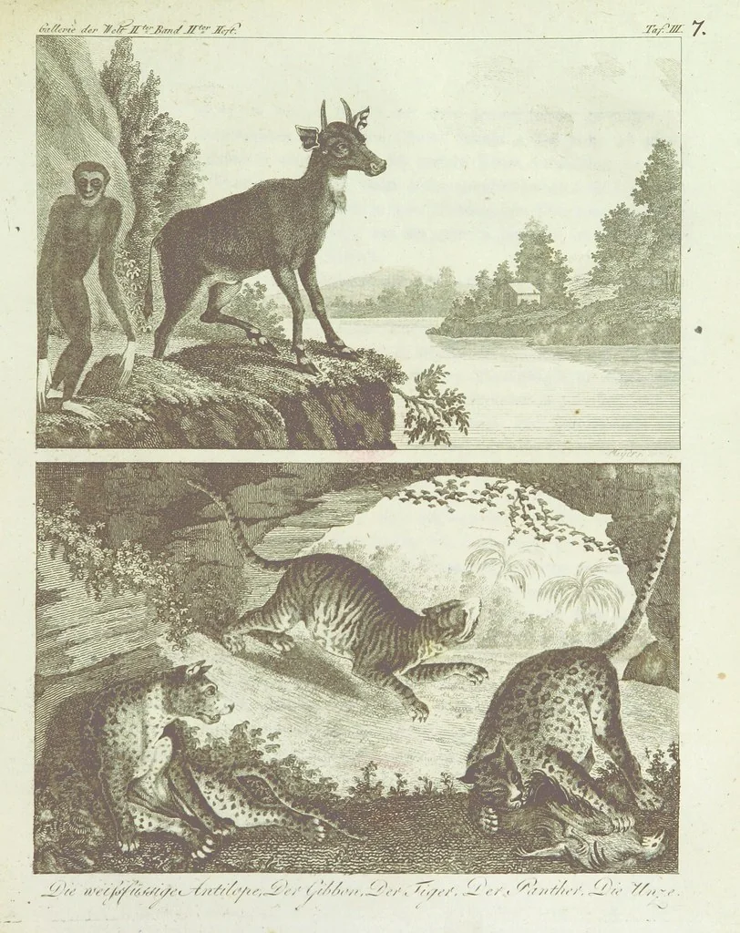 An illustration from Gallerie der Welt, in einer bildlichen und beschreibenden Darstellung von merkwürdigen Ländern: von Völkern ... von Thieren ... von alten und neuen Denkmälern ... Neue verbesserte Auflage. Mit ... Kupfertafeln, 1805, leaf 207