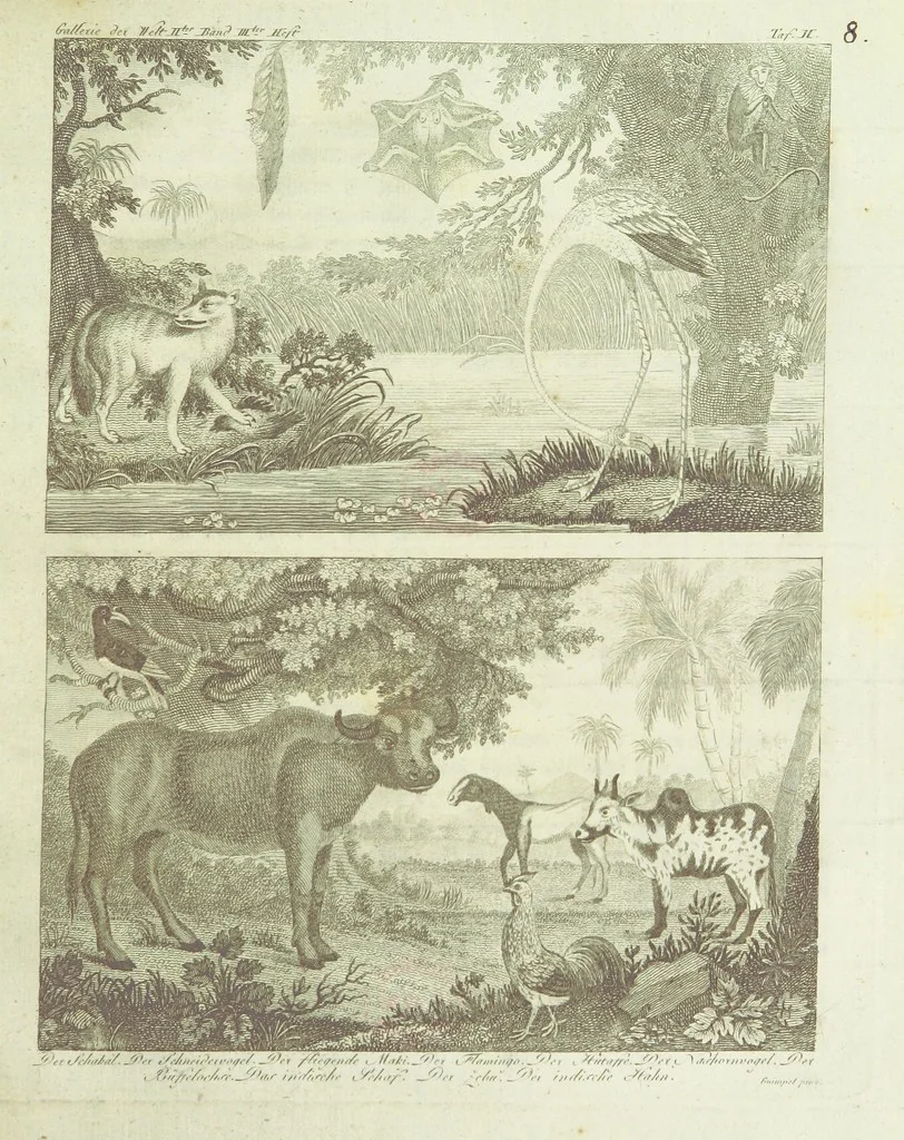 An illustration from Gallerie der Welt, in einer bildlichen und beschreibenden Darstellung von merkwürdigen Ländern: von Völkern ... von Thieren ... von alten und neuen Denkmälern ... Neue verbesserte Auflage. Mit ... Kupfertafeln, 1805, leaf 219