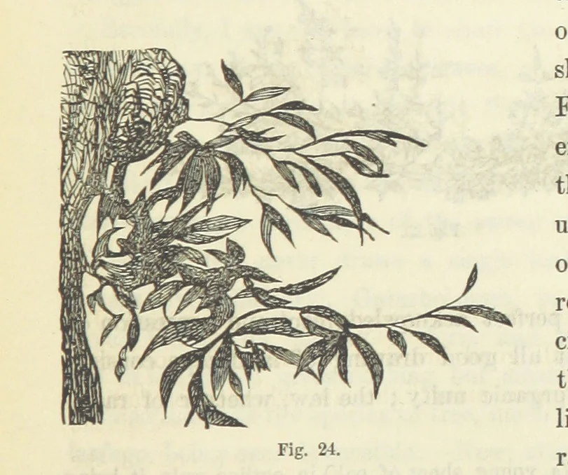 An illustration from Works. Popular edition.] 2 series, 1886, leaf 123