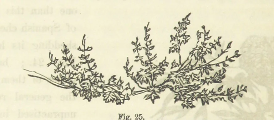 An illustration from Works. Popular edition.] 2 series, 1886, leaf 124