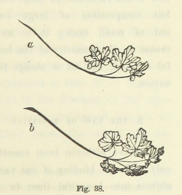 An illustration from Works. Popular edition.] 2 series, 1886, leaf 191