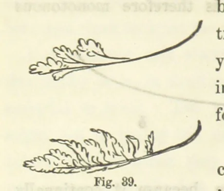 An illustration from Works. Popular edition.] 2 series, 1886, leaf 192