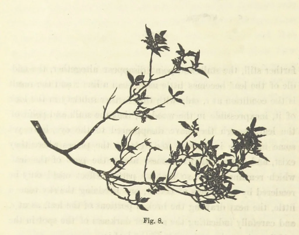 An illustration from Works. Popular edition.] 2 series, 1886, leaf 76