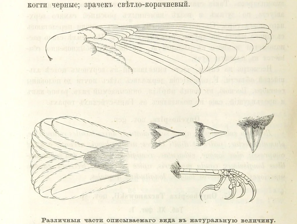 An illustration from Монголія и страна Тангутовъ, трехлѣтнее путешествіе въ Восточной Нагорной Азіи, 1875, leaf 518