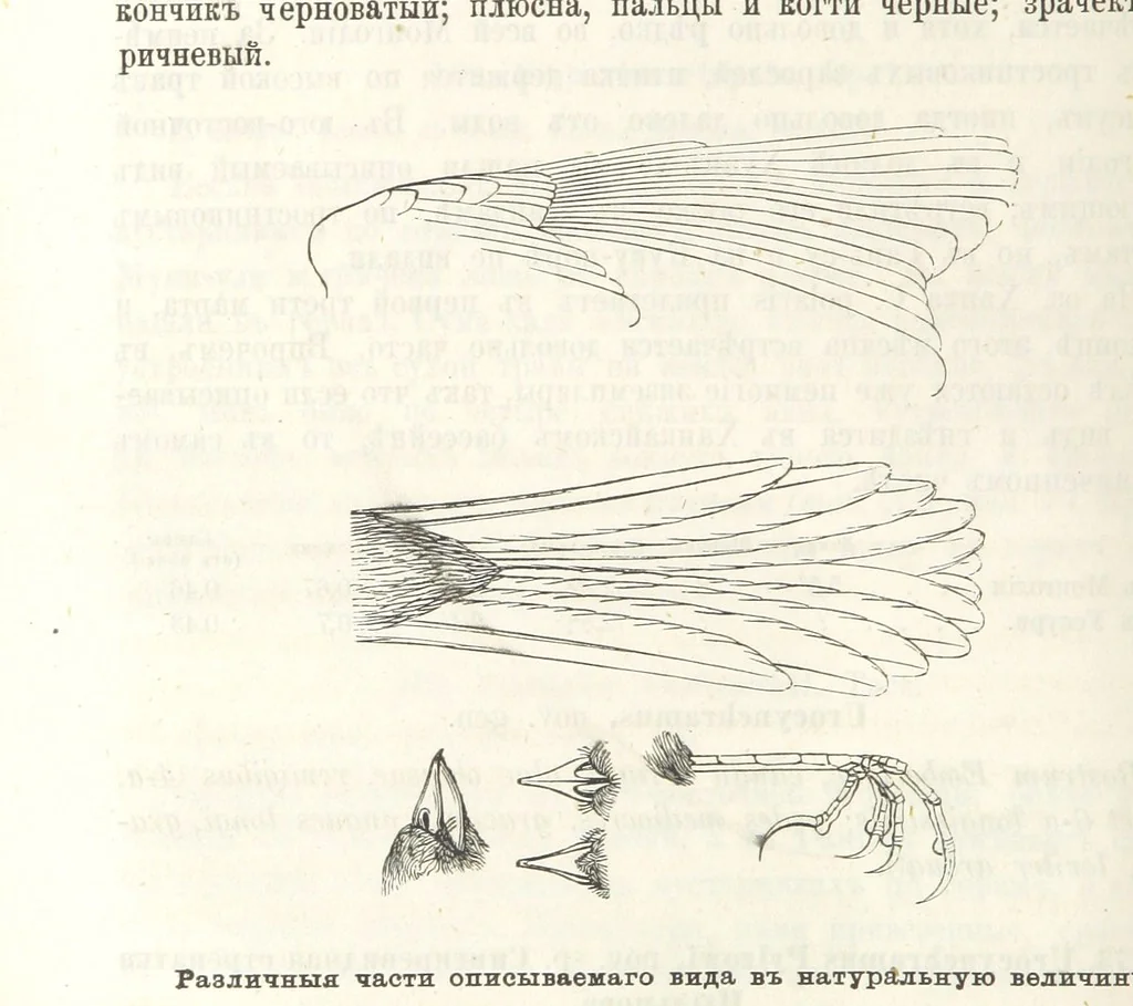 An illustration from Монголія и страна Тангутовъ, трехлѣтнее путешествіе въ Восточной Нагорной Азіи, 1875, leaf 536