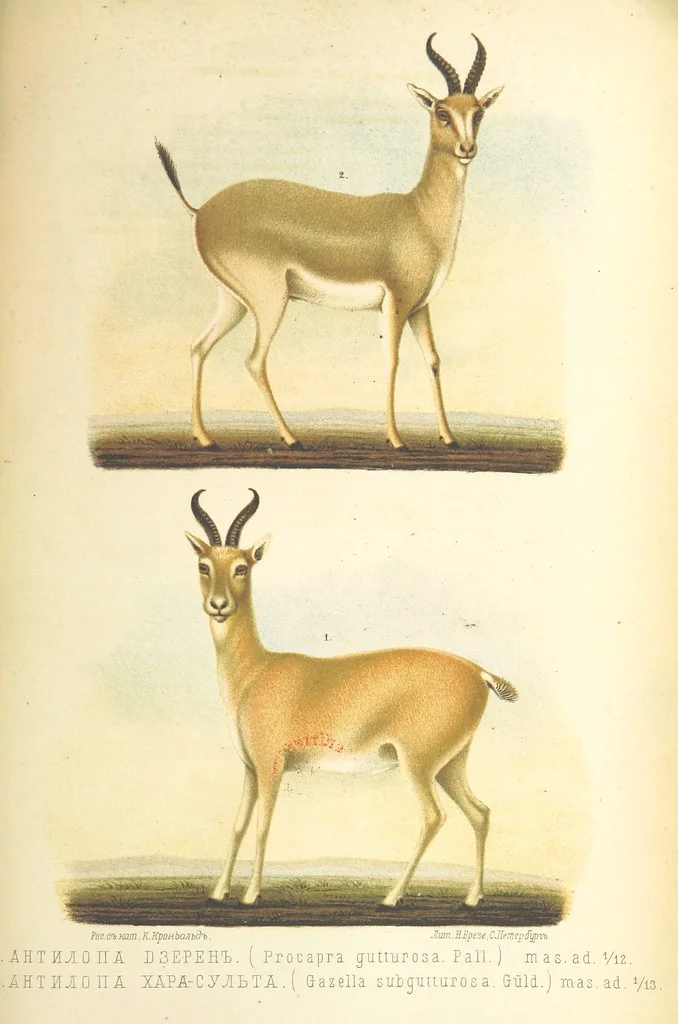 An illustration from Монголія и страна Тангутовъ, трехлѣтнее путешествіе въ Восточной Нагорной Азіи, 1875, leaf 821