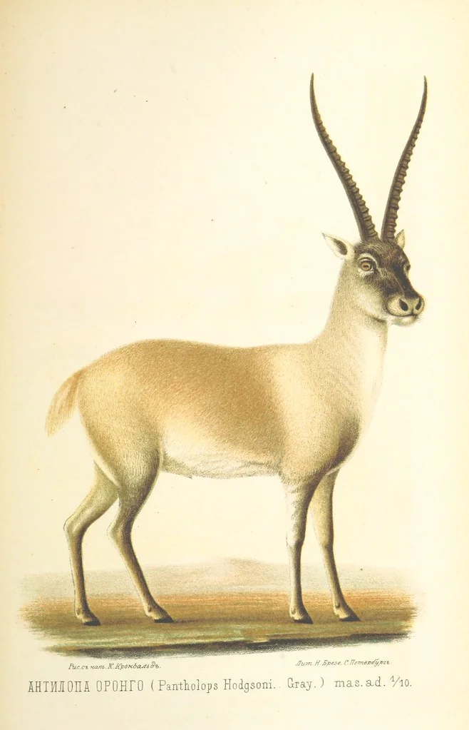 An illustration from Монголія и страна Тангутовъ, трехлѣтнее путешествіе въ Восточной Нагорной Азіи, 1875, leaf 825