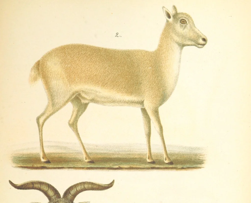 An illustration from Монголія и страна Тангутовъ, трехлѣтнее путешествіе въ Восточной Нагорной Азіи, 1875, leaf 827