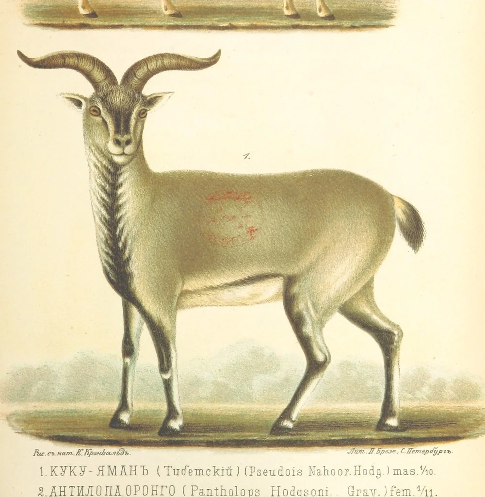 An illustration from Монголія и страна Тангутовъ, трехлѣтнее путешествіе въ Восточной Нагорной Азіи, 1875, leaf 827