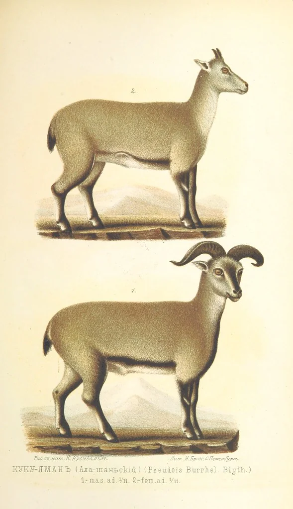 An illustration from Монголія и страна Тангутовъ, трехлѣтнее путешествіе въ Восточной Нагорной Азіи, 1875, leaf 829