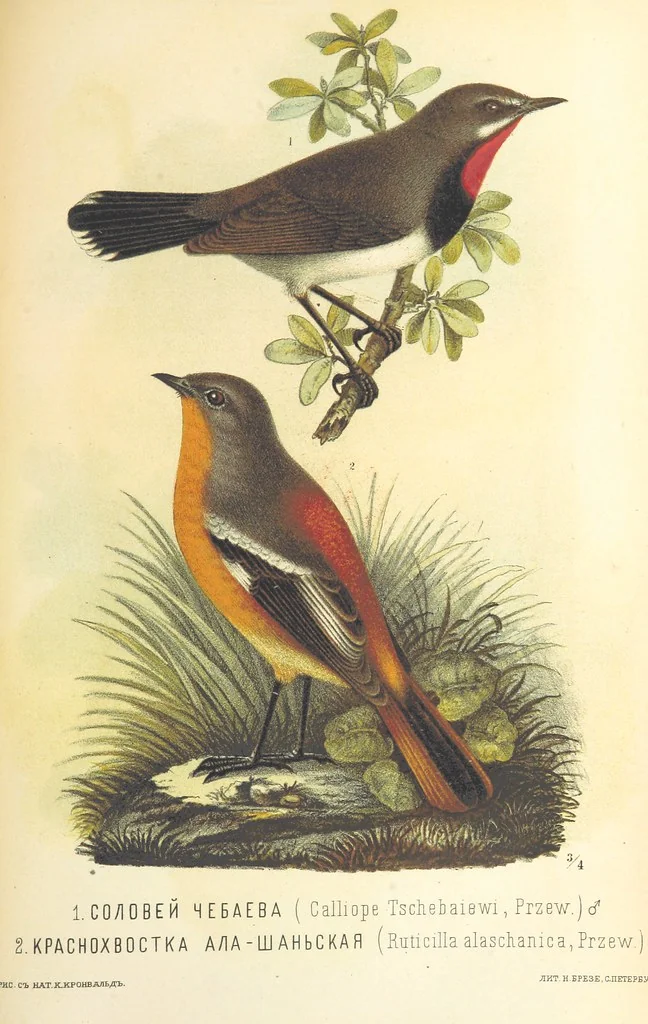 An illustration from Монголія и страна Тангутовъ, трехлѣтнее путешествіе въ Восточной Нагорной Азіи, 1875, leaf 837