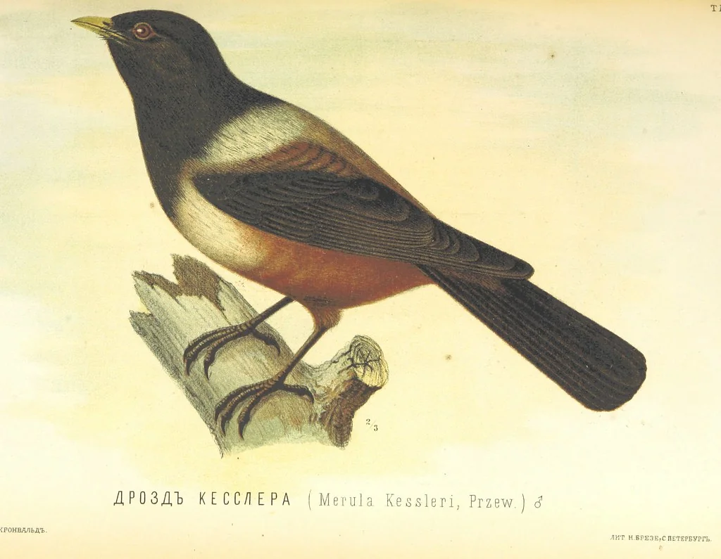 An illustration from Монголія и страна Тангутовъ, трехлѣтнее путешествіе въ Восточной Нагорной Азіи, 1875, leaf 839