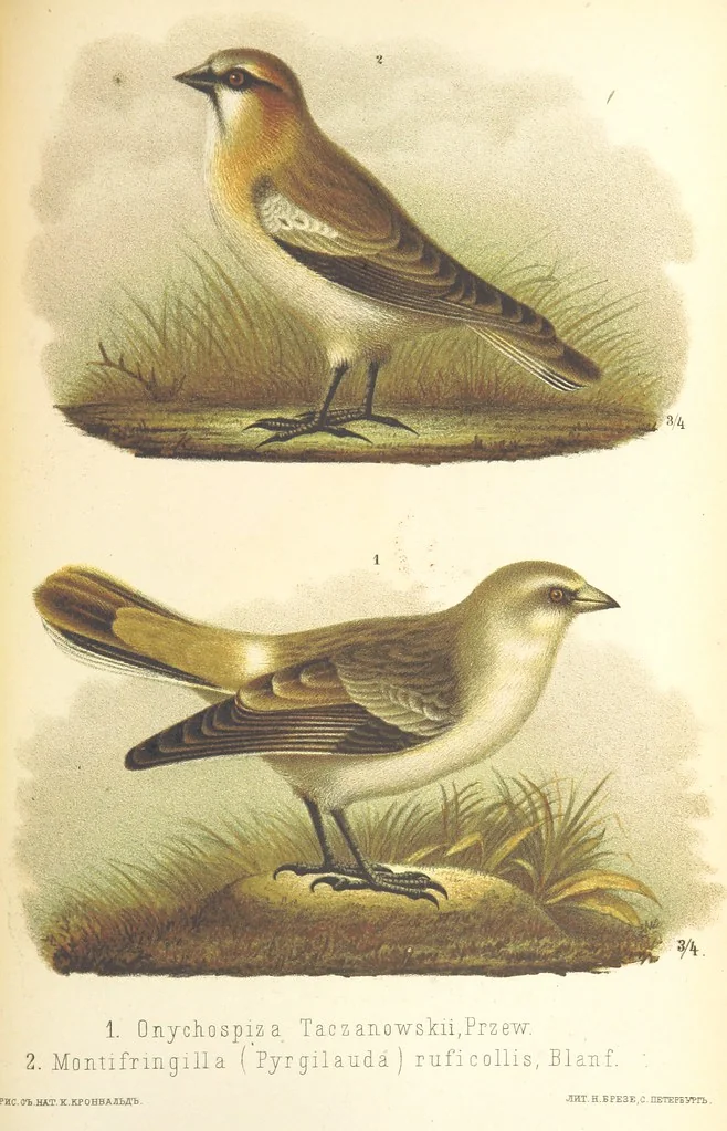 An illustration from Монголія и страна Тангутовъ, трехлѣтнее путешествіе въ Восточной Нагорной Азіи, 1875, leaf 841