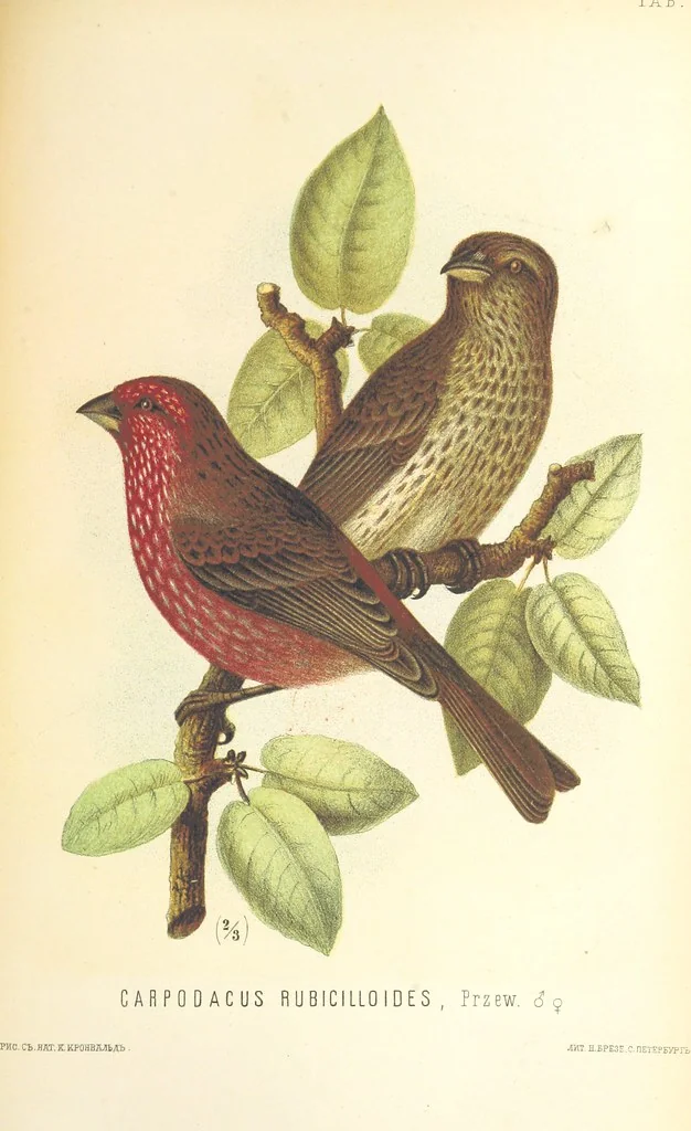 An illustration from Монголія и страна Тангутовъ, трехлѣтнее путешествіе въ Восточной Нагорной Азіи, 1875, leaf 843