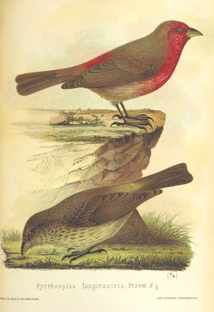 An illustration from Монголія и страна Тангутовъ, трехлѣтнее путешествіе въ Восточной Нагорной Азіи, 1875, leaf 847