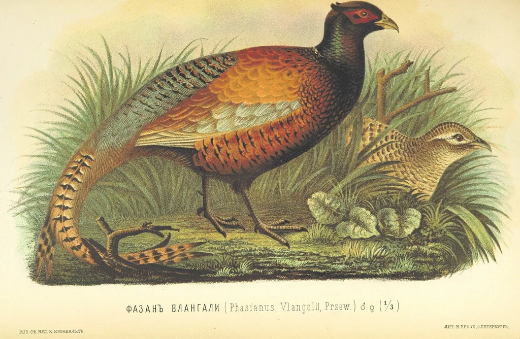 An illustration from Монголія и страна Тангутовъ, трехлѣтнее путешествіе въ Восточной Нагорной Азіи, 1875, leaf 851
