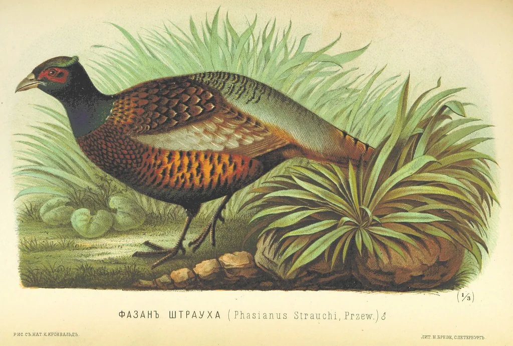 An illustration from Монголія и страна Тангутовъ, трехлѣтнее путешествіе въ Восточной Нагорной Азіи, 1875, leaf 853