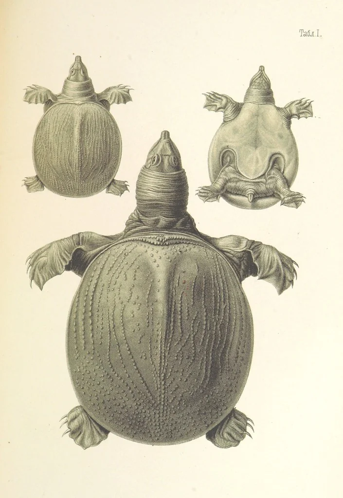 An illustration from Монголія и страна Тангутовъ, трехлѣтнее путешествіе въ Восточной Нагорной Азіи, 1875, leaf 861