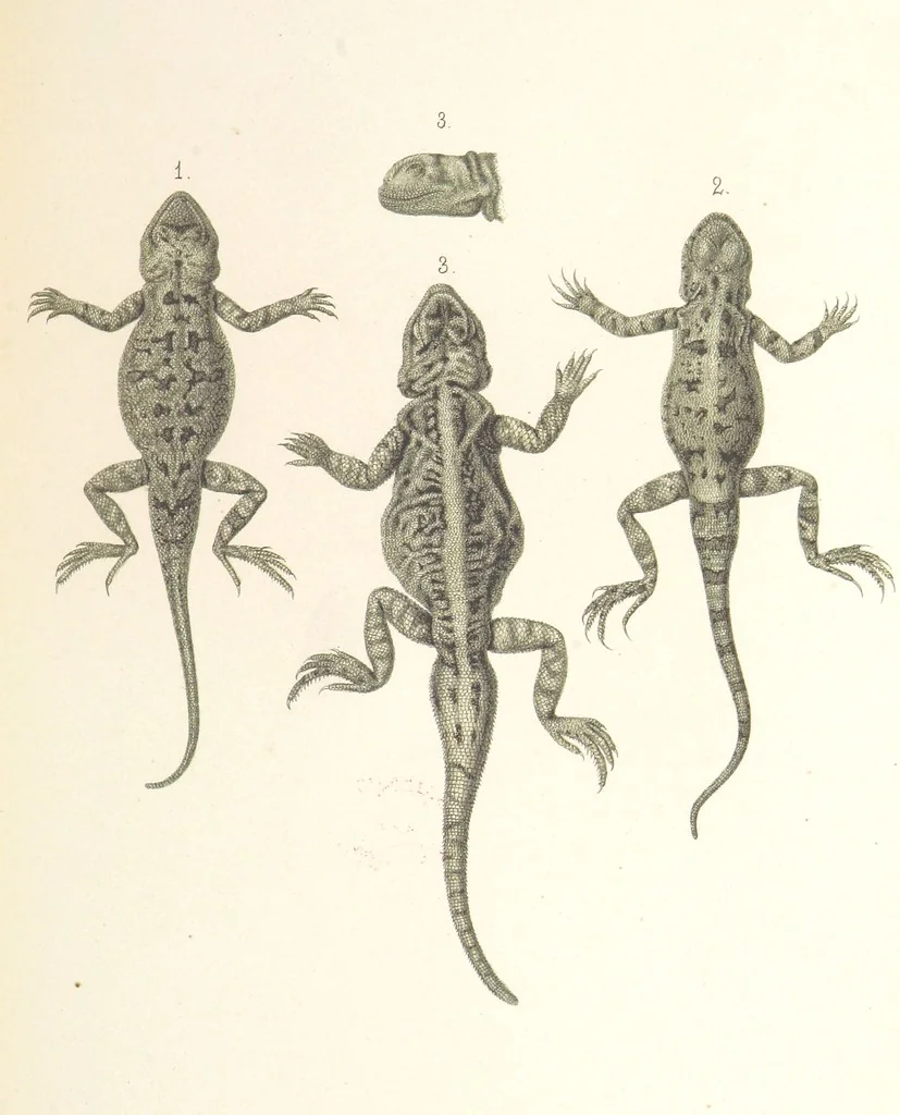 An illustration from Монголія и страна Тангутовъ, трехлѣтнее путешествіе въ Восточной Нагорной Азіи, 1875, leaf 865