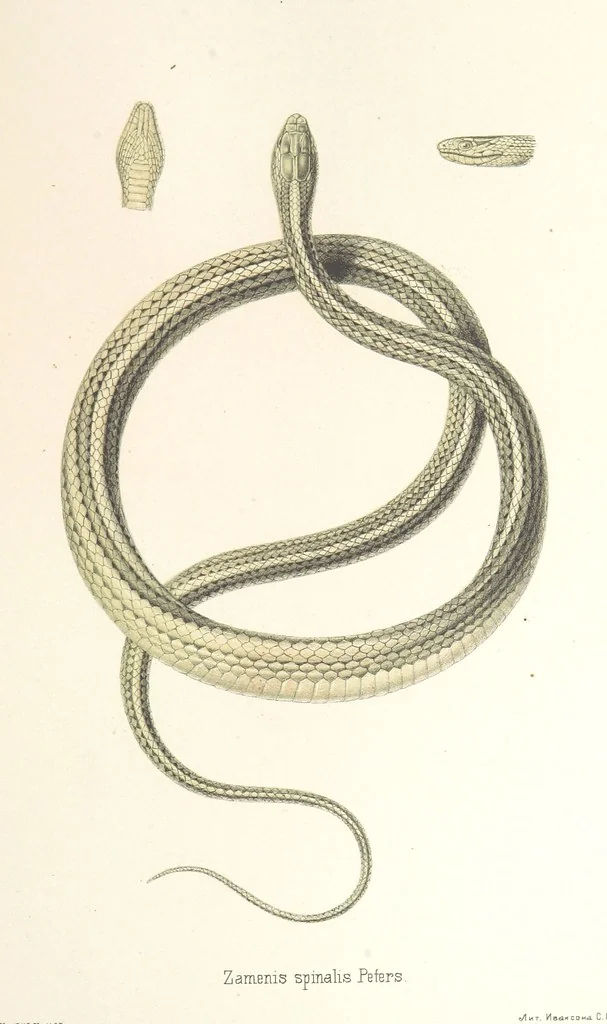 An illustration from Монголія и страна Тангутовъ, трехлѣтнее путешествіе въ Восточной Нагорной Азіи, 1875, leaf 875