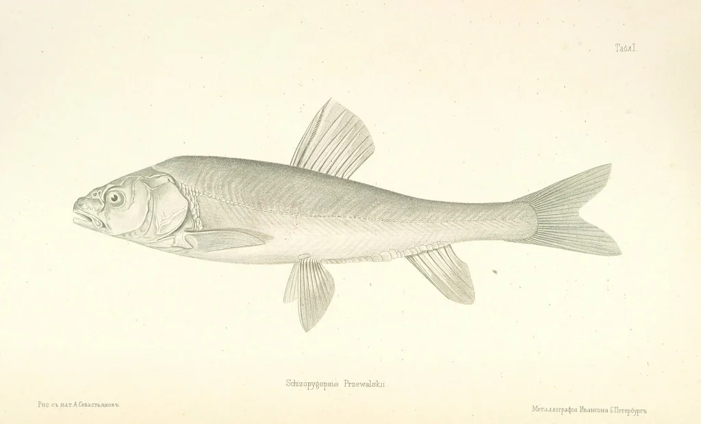 An illustration from Монголія и страна Тангутовъ, трехлѣтнее путешествіе въ Восточной Нагорной Азіи, 1875, leaf 877
