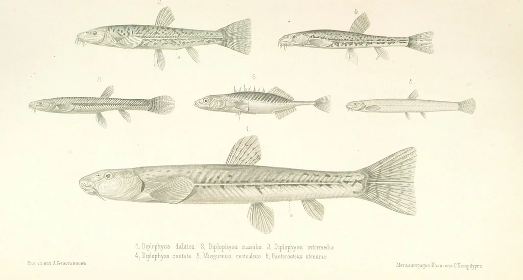 An illustration from Монголія и страна Тангутовъ, трехлѣтнее путешествіе въ Восточной Нагорной Азіи, 1875, leaf 881