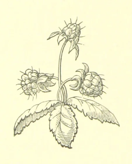 An illustration from England as seen by Foreigners in the days of Elizabeth and James the First. Comprising translations of the journals of the two Dukes of Wirtemberg in 1592 and 1610; both illustrative of Shakespeare. With extracts from the travels of foreign Princes and others, copious notes, an introduction, and etchings, 1865, leaf 294