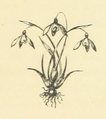 An illustration from St. Nicholas' Hill and other sketches. Selected from the folio of an old Ennuyé [John Staunton, 1868, leaf 211