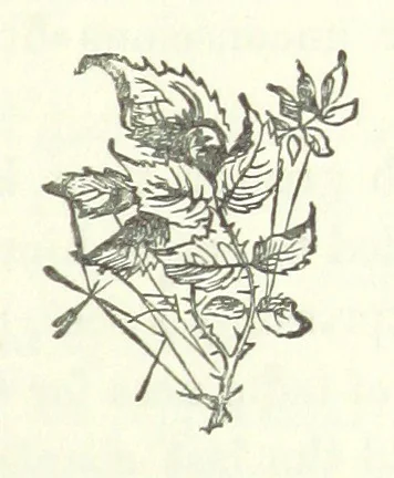 An illustration from The Sherlocks. [A novel, 1879, leaf 231
