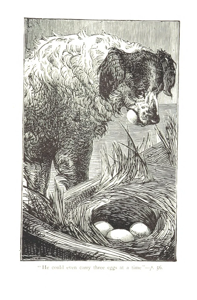 An illustration from Beautiful Joe: the autobiography of a dog ... New edition, 1894, leaf 65