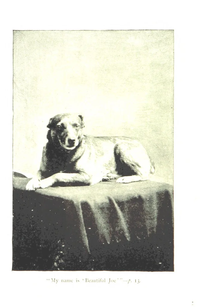 An illustration from Beautiful Joe: the autobiography of a dog ... New edition, 1894, leaf 8