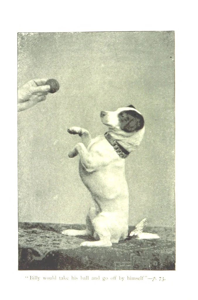 An illustration from Beautiful Joe: the autobiography of a dog ... New edition, 1894, leaf 84