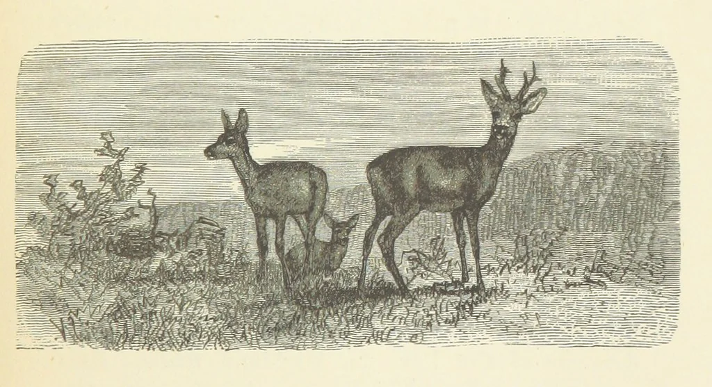 An illustration from The country of the Passion-play. The Highlands and Highlanders of Bavaria, 1880, leaf 149