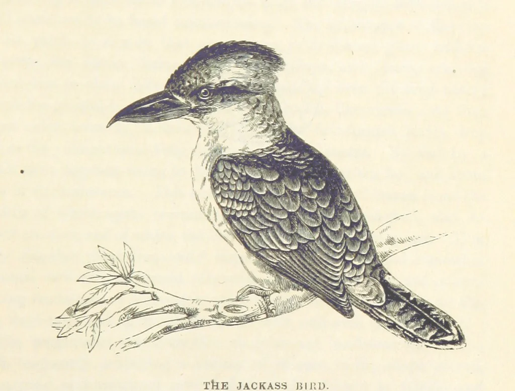An illustration from Adventures of a Gold-Digger ... Illustrated, etc. [A reissue of “The Gold-Finder of Australia.”, 1856, leaf 145