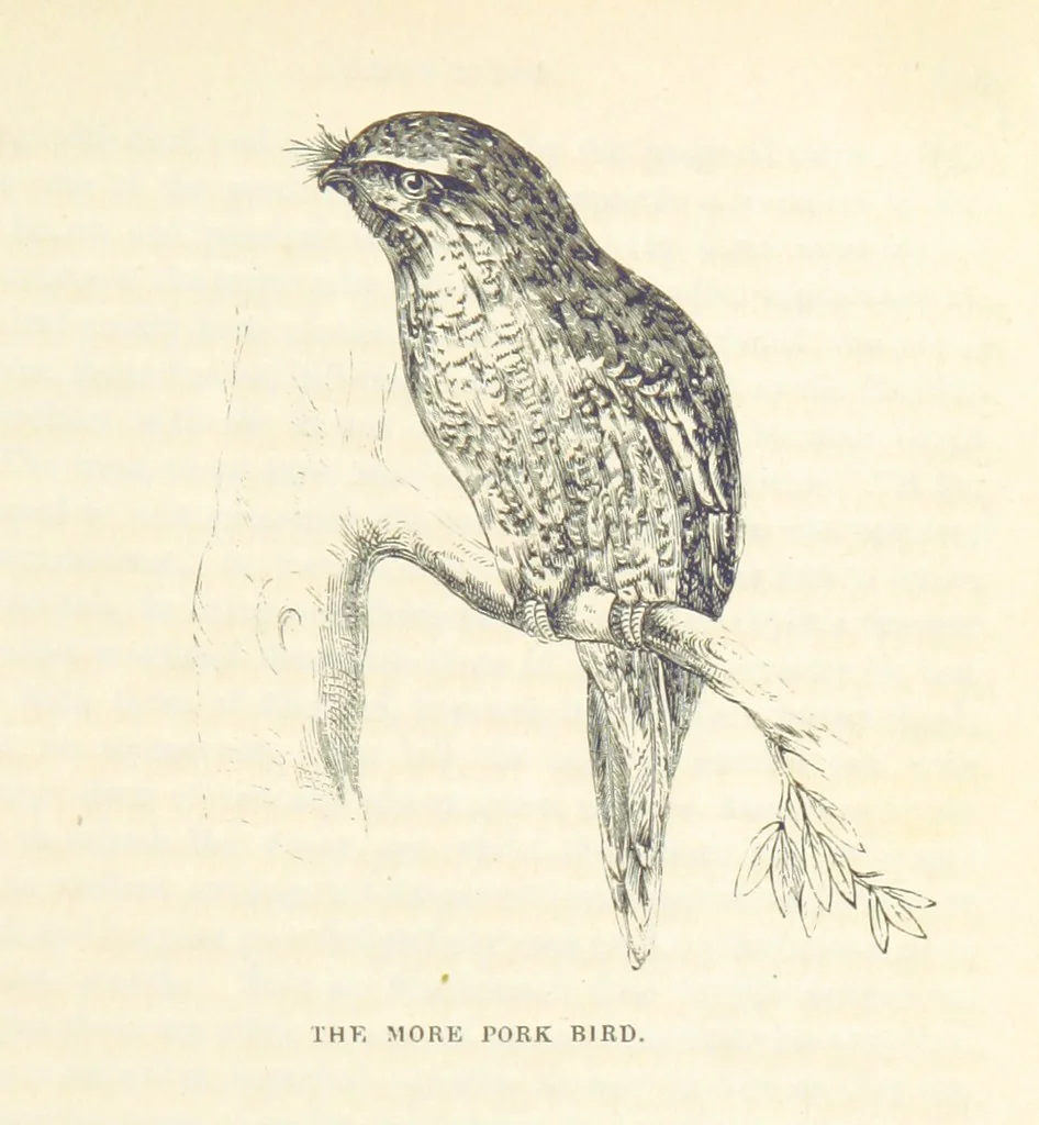 An illustration from Adventures of a Gold-Digger ... Illustrated, etc. [A reissue of “The Gold-Finder of Australia.”, 1856, leaf 145