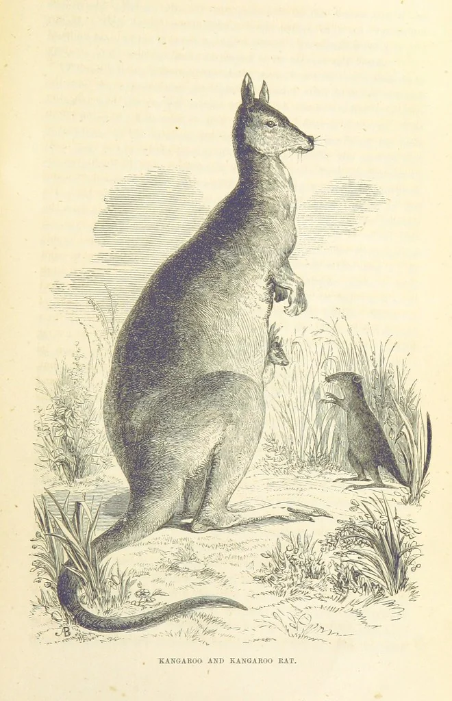 An illustration from Adventures of a Gold-Digger ... Illustrated, etc. [A reissue of “The Gold-Finder of Australia.”, 1856, leaf 173