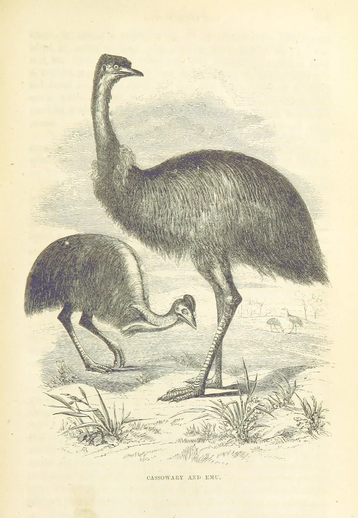 An illustration from Adventures of a Gold-Digger ... Illustrated, etc. [A reissue of “The Gold-Finder of Australia.”, 1856, leaf 317