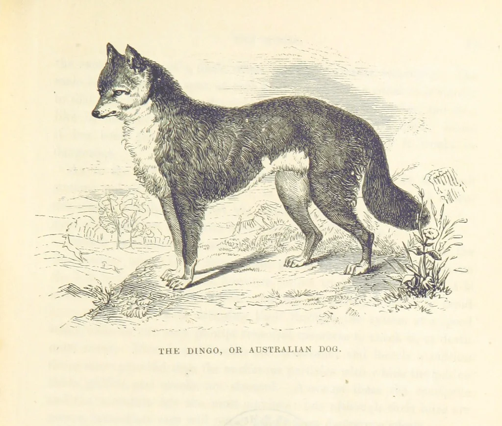 An illustration from Adventures of a Gold-Digger ... Illustrated, etc. [A reissue of “The Gold-Finder of Australia.”, 1856, leaf 51
