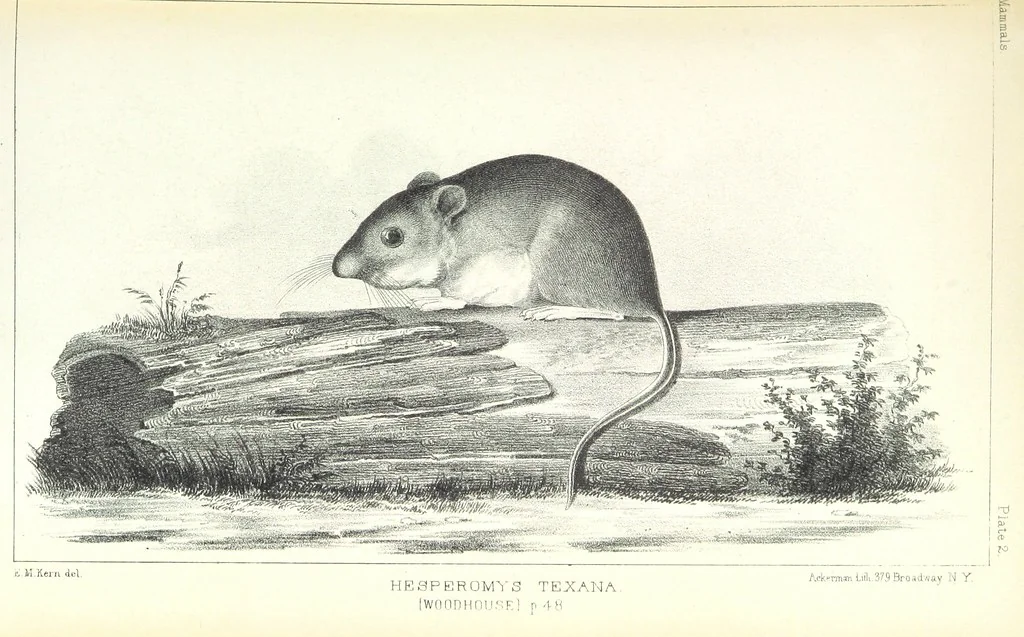 An illustration from Report of an expedition down the Zuni and Colorado Rivers by Captain L. Sitgreaves ... Illustrations. (Report on ... Natural History ... by S. W. Woodhouse. Zoology: mammals and birds by S. W. Woodhouse; reptiles by E. Hallowell; fishes by S. F. Baird and C. Girard. Botany: by Professor J. Torrey. Medical report; by S. W. Woodhouse.), 1853, leaf 105