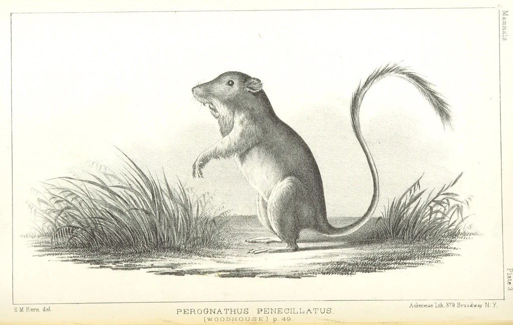An illustration from Report of an expedition down the Zuni and Colorado Rivers by Captain L. Sitgreaves ... Illustrations. (Report on ... Natural History ... by S. W. Woodhouse. Zoology: mammals and birds by S. W. Woodhouse; reptiles by E. Hallowell; fishes by S. F. Baird and C. Girard. Botany: by Professor J. Torrey. Medical report; by S. W. Woodhouse.), 1853, leaf 108