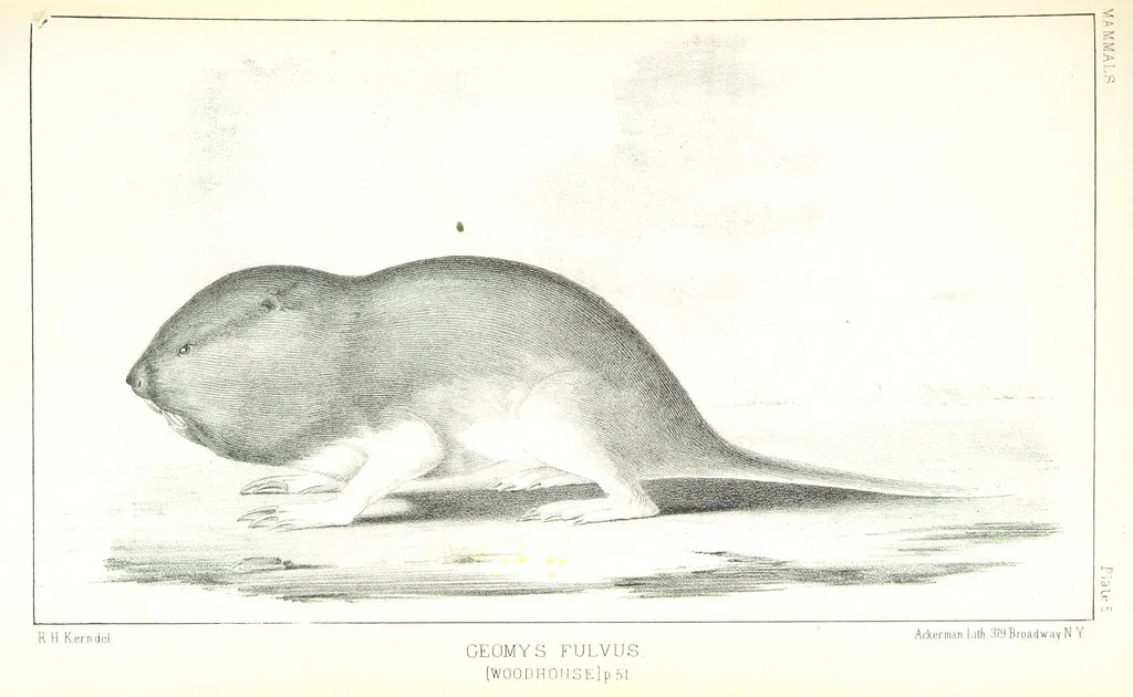 An illustration from Report of an expedition down the Zuni and Colorado Rivers by Captain L. Sitgreaves ... Illustrations. (Report on ... Natural History ... by S. W. Woodhouse. Zoology: mammals and birds by S. W. Woodhouse; reptiles by E. Hallowell; fishes by S. F. Baird and C. Girard. Botany: by Professor J. Torrey. Medical report; by S. W. Woodhouse.), 1853, leaf 113