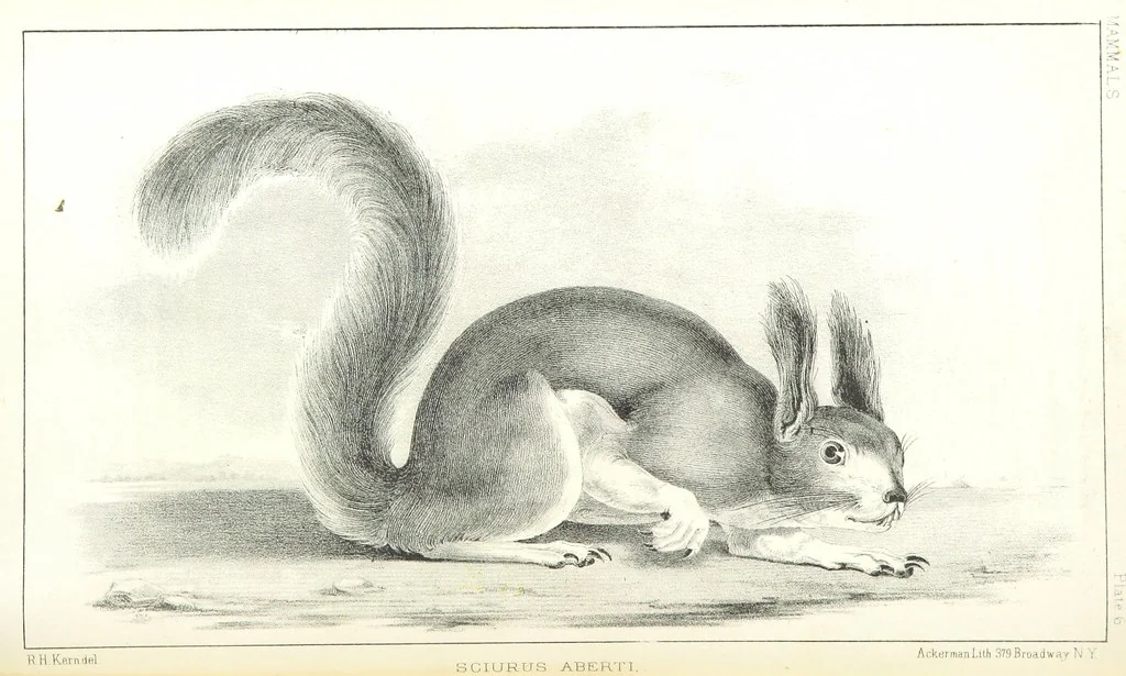 An illustration from Report of an expedition down the Zuni and Colorado Rivers by Captain L. Sitgreaves ... Illustrations. (Report on ... Natural History ... by S. W. Woodhouse. Zoology: mammals and birds by S. W. Woodhouse; reptiles by E. Hallowell; fishes by S. F. Baird and C. Girard. Botany: by Professor J. Torrey. Medical report; by S. W. Woodhouse.), 1853, leaf 118