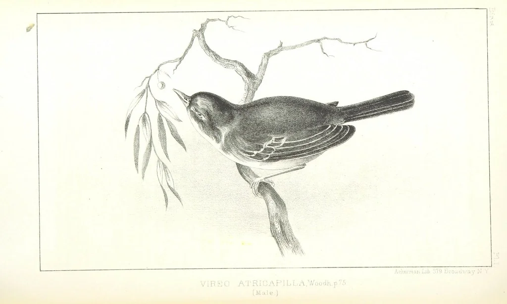 An illustration from Report of an expedition down the Zuni and Colorado Rivers by Captain L. Sitgreaves ... Illustrations. (Report on ... Natural History ... by S. W. Woodhouse. Zoology: mammals and birds by S. W. Woodhouse; reptiles by E. Hallowell; fishes by S. F. Baird and C. Girard. Botany: by Professor J. Torrey. Medical report; by S. W. Woodhouse.), 1853, leaf 142