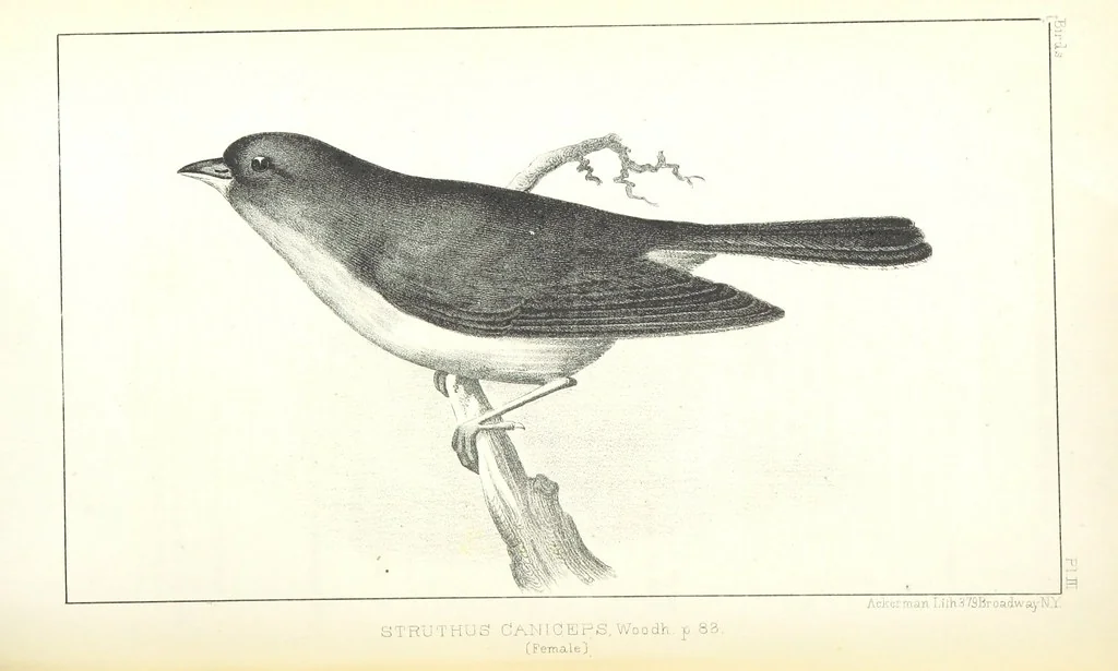 An illustration from Report of an expedition down the Zuni and Colorado Rivers by Captain L. Sitgreaves ... Illustrations. (Report on ... Natural History ... by S. W. Woodhouse. Zoology: mammals and birds by S. W. Woodhouse; reptiles by E. Hallowell; fishes by S. F. Baird and C. Girard. Botany: by Professor J. Torrey. Medical report; by S. W. Woodhouse.), 1853, leaf 152