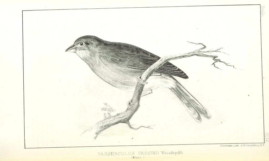 An illustration from Report of an expedition down the Zuni and Colorado Rivers by Captain L. Sitgreaves ... Illustrations. (Report on ... Natural History ... by S. W. Woodhouse. Zoology: mammals and birds by S. W. Woodhouse; reptiles by E. Hallowell; fishes by S. F. Baird and C. Girard. Botany: by Professor J. Torrey. Medical report; by S. W. Woodhouse.), 1853, leaf 156