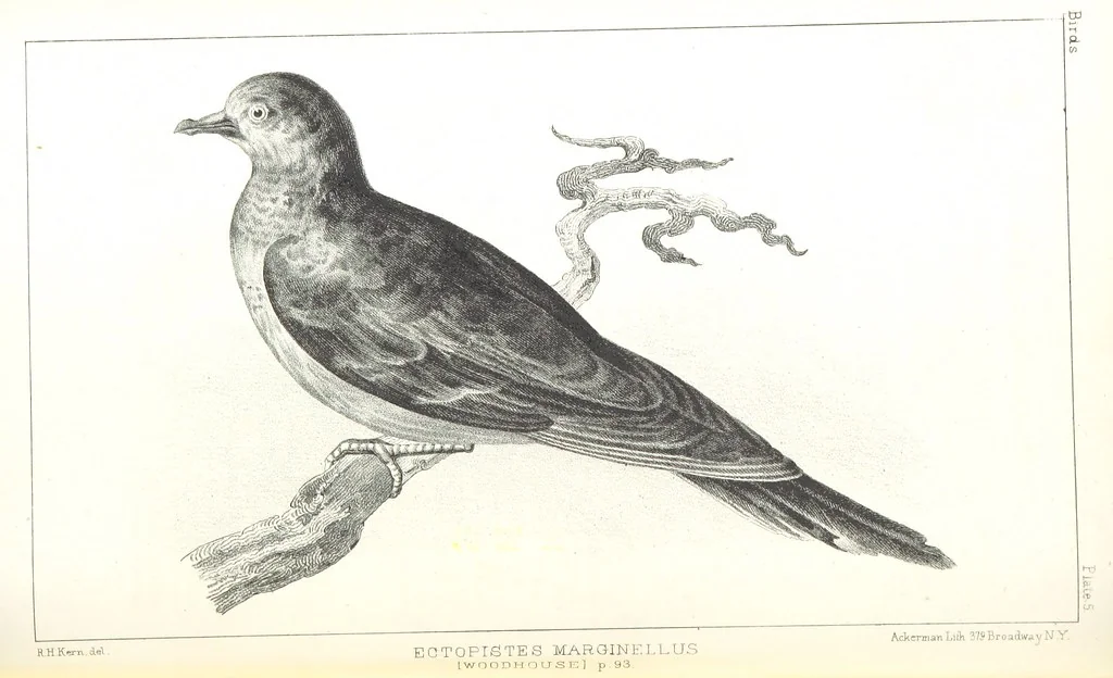 An illustration from Report of an expedition down the Zuni and Colorado Rivers by Captain L. Sitgreaves ... Illustrations. (Report on ... Natural History ... by S. W. Woodhouse. Zoology: mammals and birds by S. W. Woodhouse; reptiles by E. Hallowell; fishes by S. F. Baird and C. Girard. Botany: by Professor J. Torrey. Medical report; by S. W. Woodhouse.), 1853, leaf 166