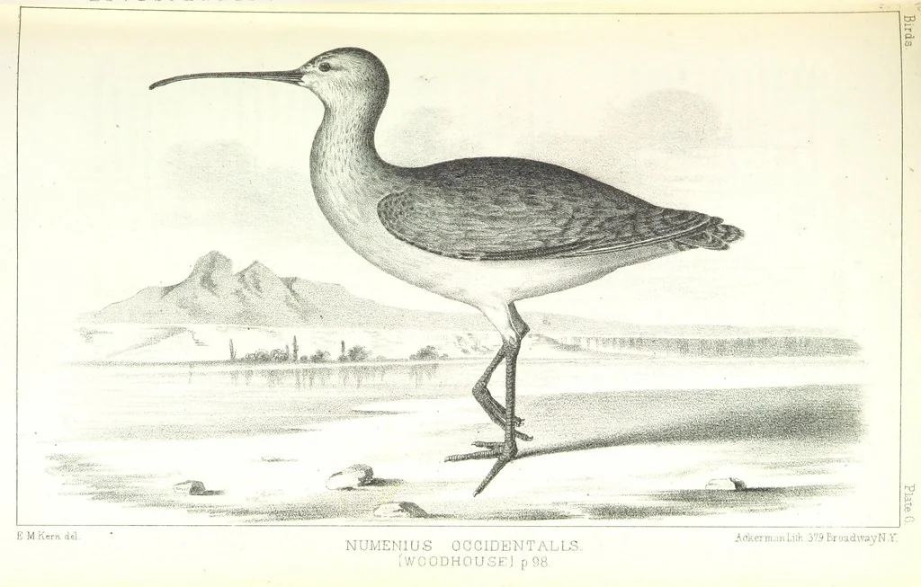 An illustration from Report of an expedition down the Zuni and Colorado Rivers by Captain L. Sitgreaves ... Illustrations. (Report on ... Natural History ... by S. W. Woodhouse. Zoology: mammals and birds by S. W. Woodhouse; reptiles by E. Hallowell; fishes by S. F. Baird and C. Girard. Botany: by Professor J. Torrey. Medical report; by S. W. Woodhouse.), 1853, leaf 173