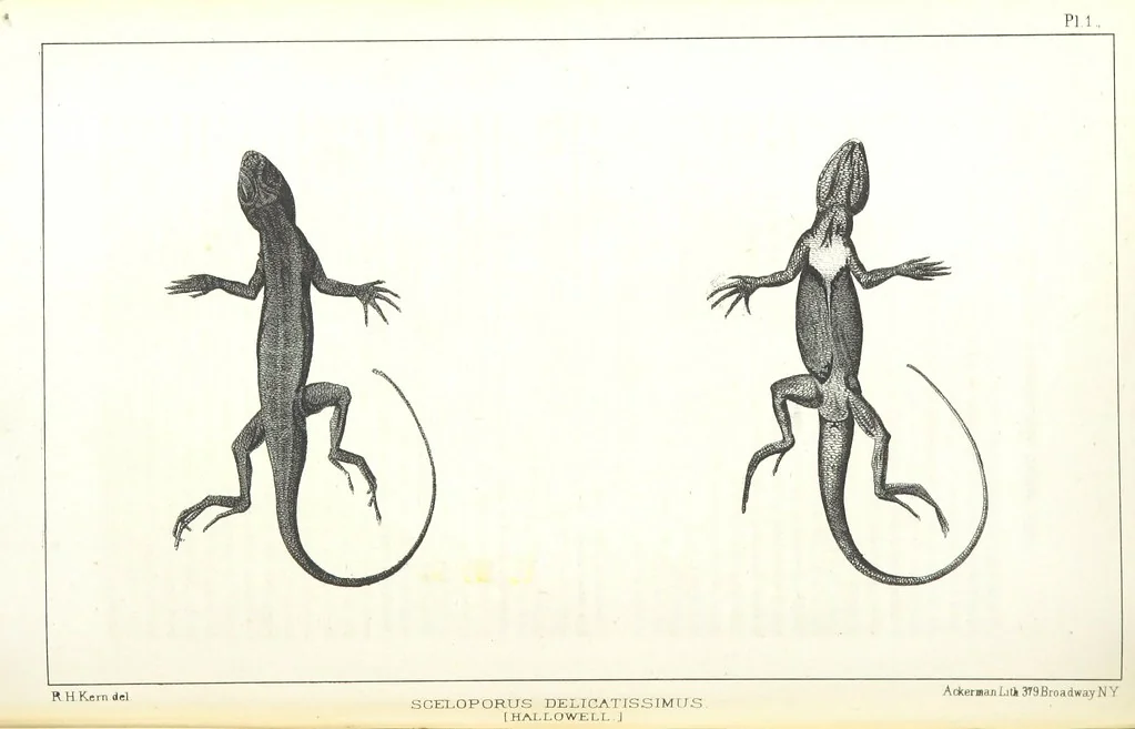 An illustration from Report of an expedition down the Zuni and Colorado Rivers by Captain L. Sitgreaves ... Illustrations. (Report on ... Natural History ... by S. W. Woodhouse. Zoology: mammals and birds by S. W. Woodhouse; reptiles by E. Hallowell; fishes by S. F. Baird and C. Girard. Botany: by Professor J. Torrey. Medical report; by S. W. Woodhouse.), 1853, leaf 186