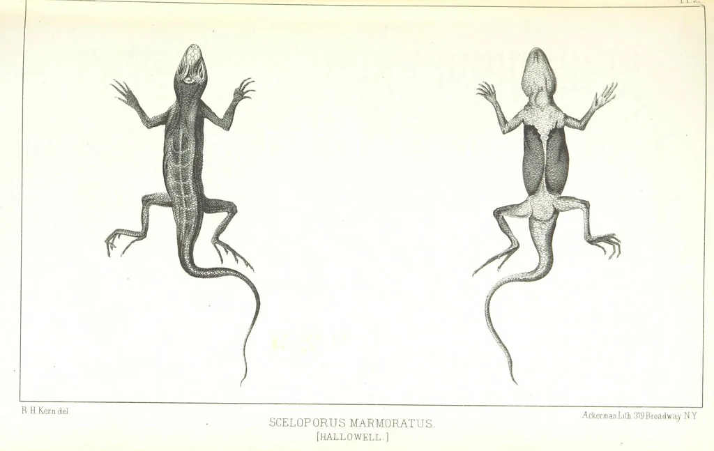An illustration from Report of an expedition down the Zuni and Colorado Rivers by Captain L. Sitgreaves ... Illustrations. (Report on ... Natural History ... by S. W. Woodhouse. Zoology: mammals and birds by S. W. Woodhouse; reptiles by E. Hallowell; fishes by S. F. Baird and C. Girard. Botany: by Professor J. Torrey. Medical report; by S. W. Woodhouse.), 1853, leaf 189